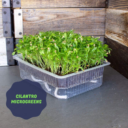Self-Watering Indoor Microgreens Kit – Complete Soil-Based Growing Set for Vegetable and Herb Microgreens – Includes Black Sunflower, Pea Shoots, Swiss Chard, and Cilantro Seeds