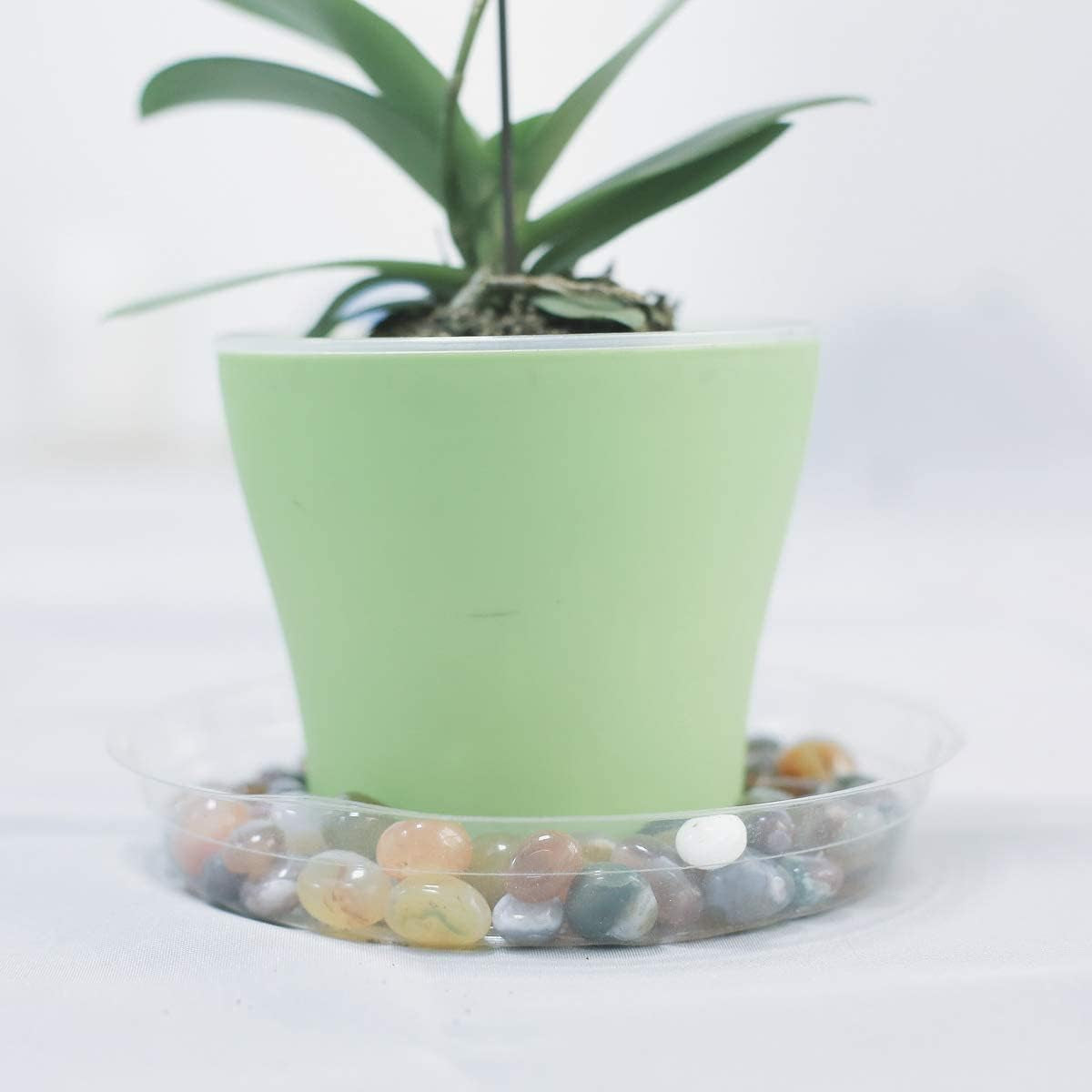 6 Inch 5 Pack Clear Plant Saucers Flower Pot Tray Excellent for Indoor & Outdoor Plants