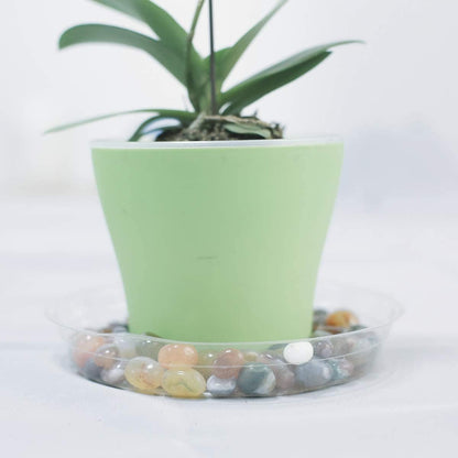 6 Inch 5 Pack Clear Plant Saucers Flower Pot Tray Excellent for Indoor & Outdoor Plants