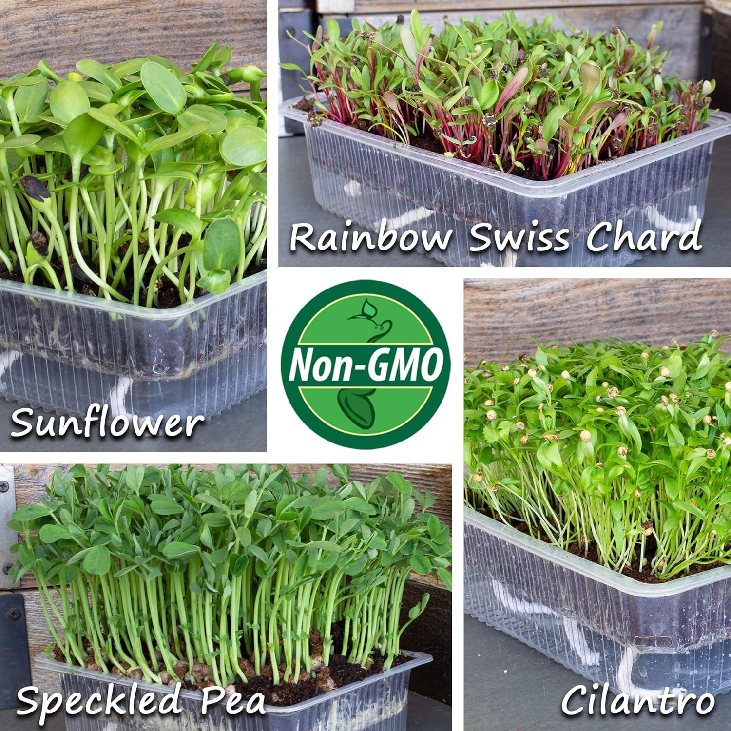 Self-Watering Indoor Microgreens Kit – Complete Soil-Based Growing Set for Vegetable and Herb Microgreens – Includes Black Sunflower, Pea Shoots, Swiss Chard, and Cilantro Seeds