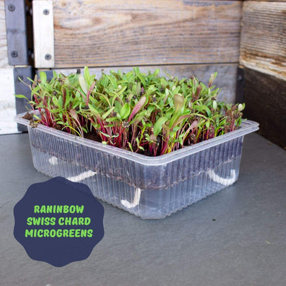 Self-Watering Indoor Microgreens Kit – Complete Soil-Based Growing Set for Vegetable and Herb Microgreens – Includes Black Sunflower, Pea Shoots, Swiss Chard, and Cilantro Seeds