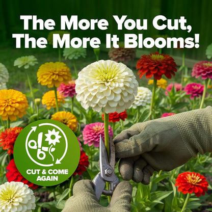 Zinnia Seeds Mix – 17,000 Pumila Compact Zinnia Flower Seeds for Planting Outdoors | Bulk Colorful Annual Cut Flowers for Summer Gardens & Containers (Zinnia Elegans)